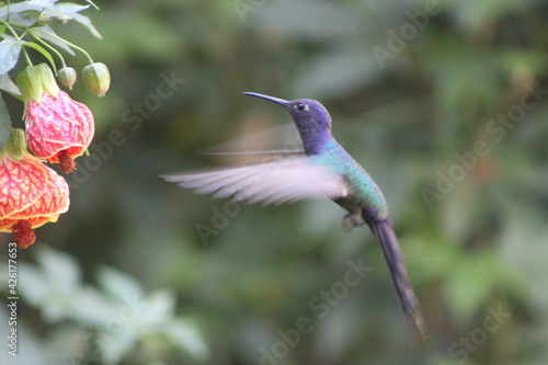 hummingbird in flight