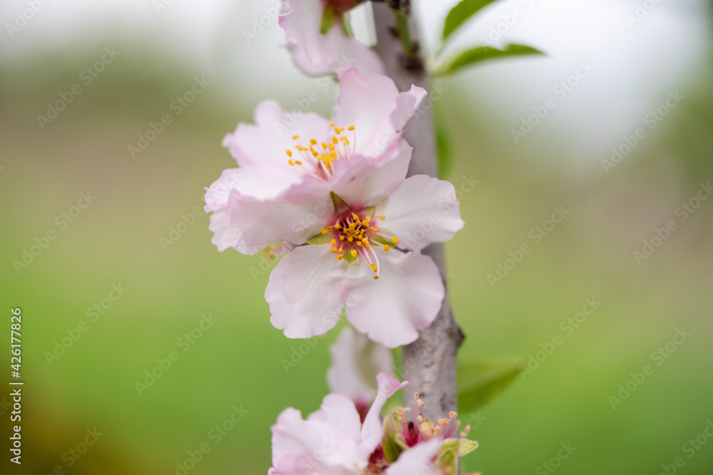 Pink almond blossom on an almond tree. Flowering almonds in the spring garden. Pink almond blossom on an almond tree. Flowering almonds in the spring garden.
