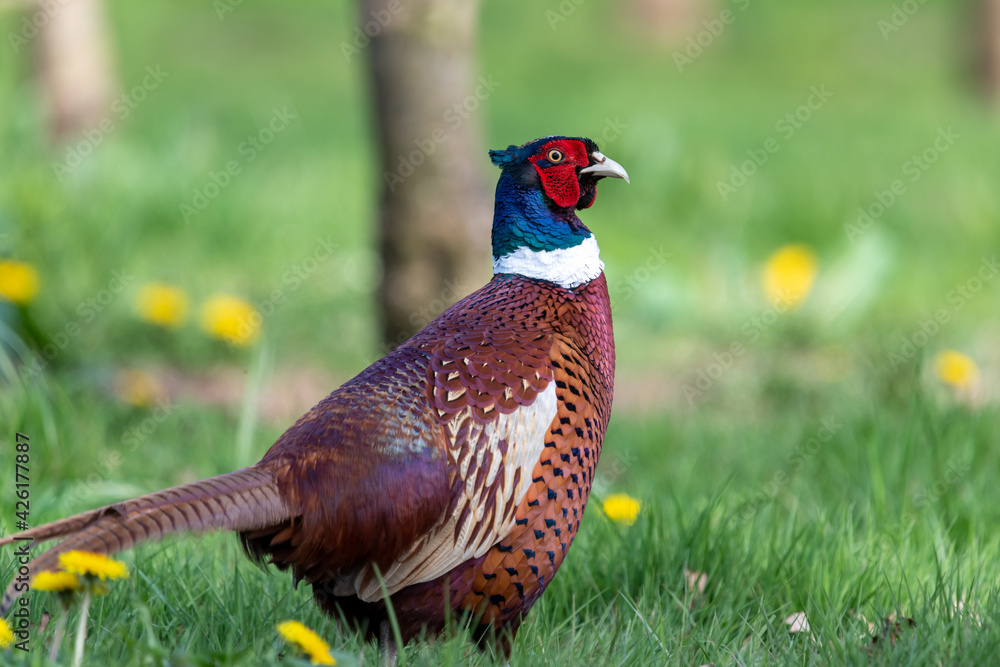 Portrait of a male pheasant (phasianus colchicus) in an orchard Portrait of a male pheasant (phasianus colchicus) in an orchard