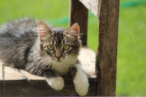 A cat on an old wood chair