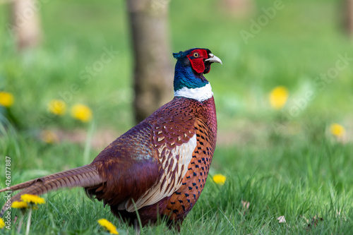 Portrait of a male pheasant (phasianus colchicus) in an orchard