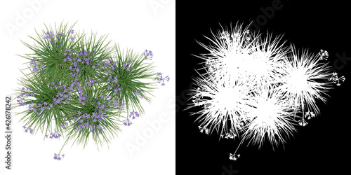 Top view of plant (Garlic) png with alpha channel to cutout 3D rendering