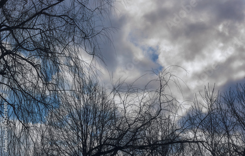 Tree branches and blue sky and white clouds. © Live heavenly