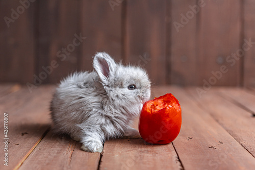 Conejo cabeza de león, Conejo, Tomate, Conejo comiendo, beneficios del tomate, Mascota pequeña, Conejo Blanco, Conejo Gris, Animal tierno     photo