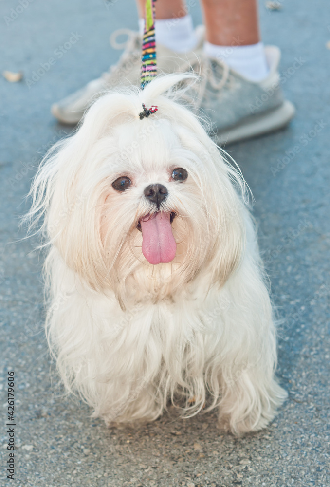 top, front view, close distance of a little, white dog sitting, panting, and waiting for owner to move. to the next vendor at a tropical farmers market top, front view, close distance of a little, white dog sitting, panting, and waiting for owner to move. to the next vendor at a tropical farmers market