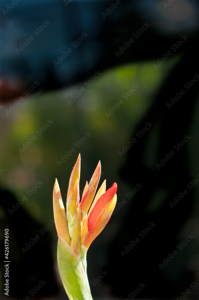 front view, close, distance of a cannon lily flower buds, preparing to bloom on tropical lanai, in darkness front view, close, distance of a cannon lily flower buds, preparing to bloom on tropical lanai, in darkness