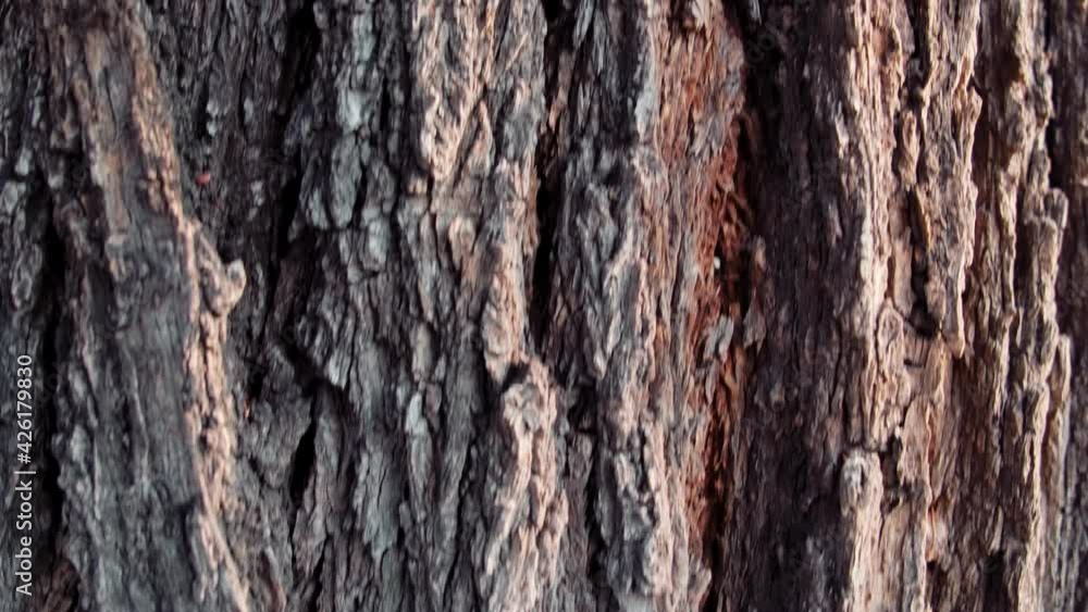 Texture of tree trunk in the forest
Close up of texture of an old oak tree bark. Texture of tree trunk in the forest
Close up of texture of an old oak tree bark.