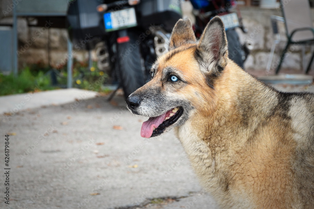 Homeless dog with blue eyes on a parking in Montenegro. Homeless dog with blue eyes on a parking in Montenegro.