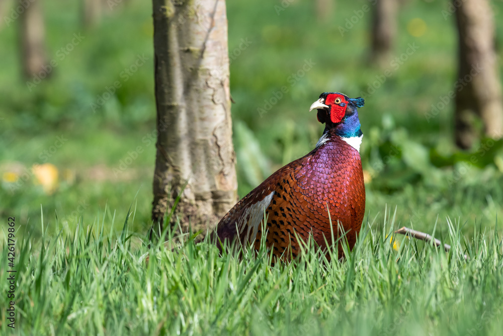 Fototapeta premium Portrait of a male pheasant (phasianus colchicus) in an orchard