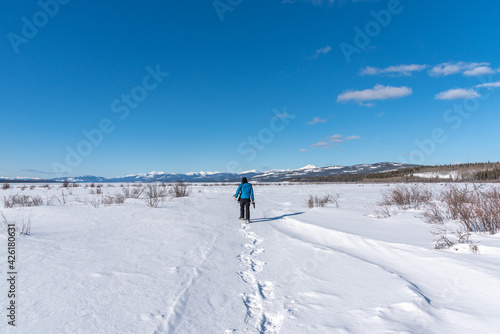 Stunning blue sky day in northern Canada, Yukon Territory during spring time with man snow shoeing on a frozen lake with mountains in background.