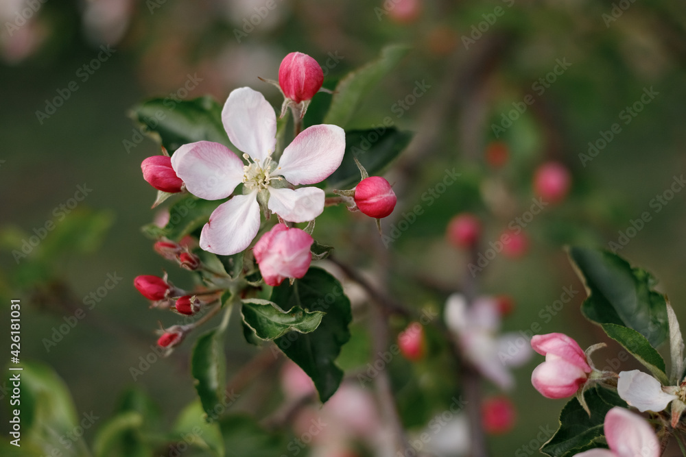 Obraz premium blooming apple tree in spring in the garden