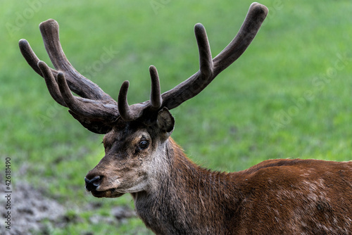 Male Red Deer  Cervus elaphus  with Growing Antlers