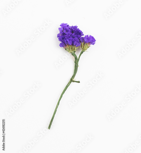 Dried wirld flower on a white isolated background close-up