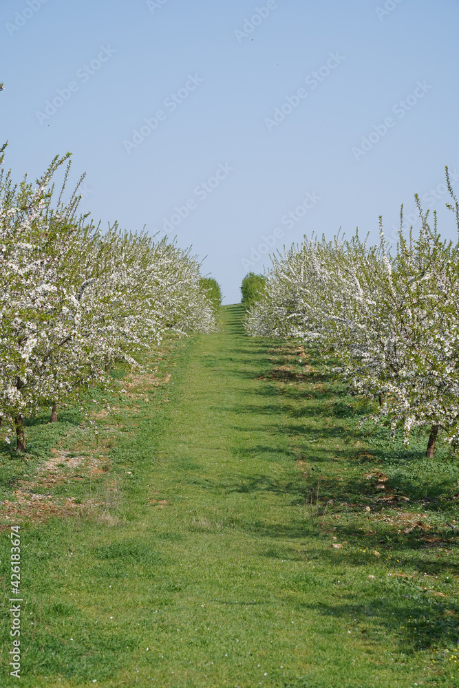 Rows of blooming almond trees in Extremadura