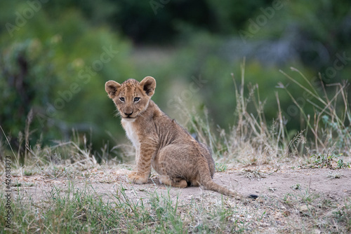 Wallpaper Mural A Lion cub seen on a safari in South Africa Torontodigital.ca