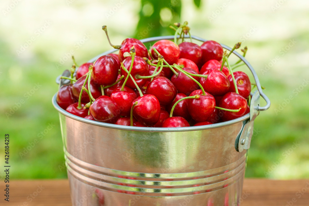 Freshly picked ripe cherries in a bucket. Ripe red cherries in the metal bucket Freshly picked ripe cherries in a bucket. Ripe red cherries in the metal bucket