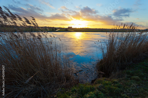 Reeds along canal in Kinderdijk at sunset in The Netherlands