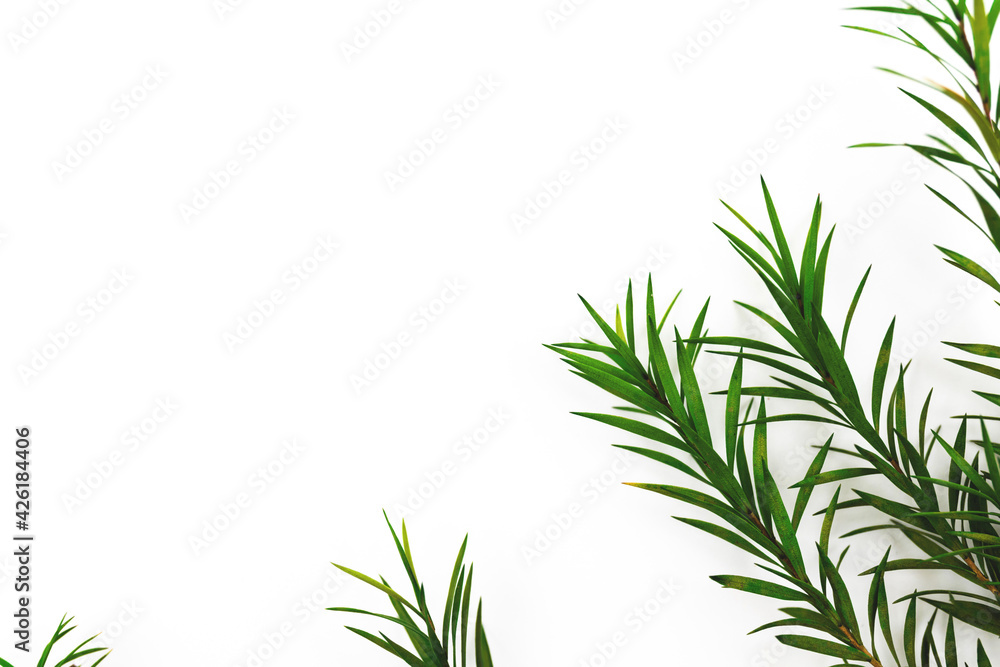 Green leaves on a white background, floral composition with copy space Green leaves on a white background, floral composition with copy space