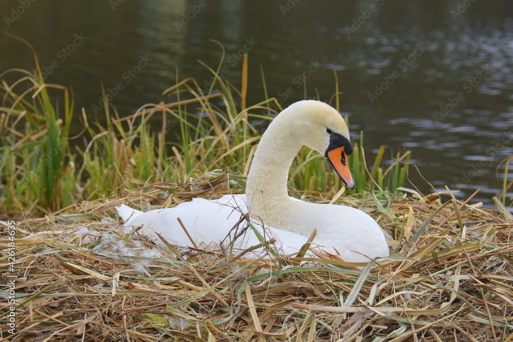 brütender Schwan