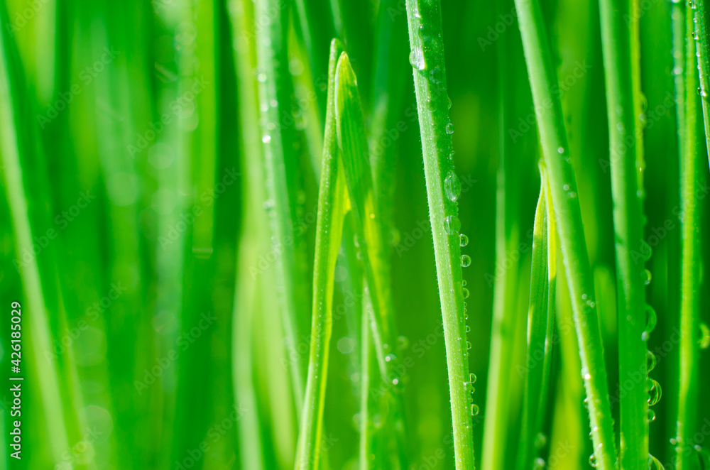 Grass with water drops close-up. Beautiful green wheat germ background Grass with water drops close-up. Beautiful green wheat germ background