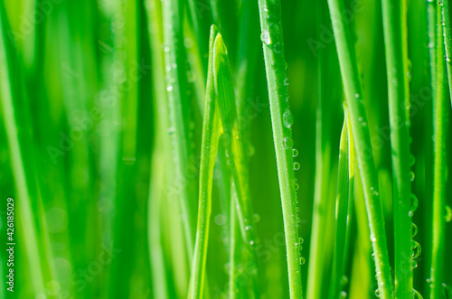 Grass with water drops close-up. Beautiful green wheat germ background