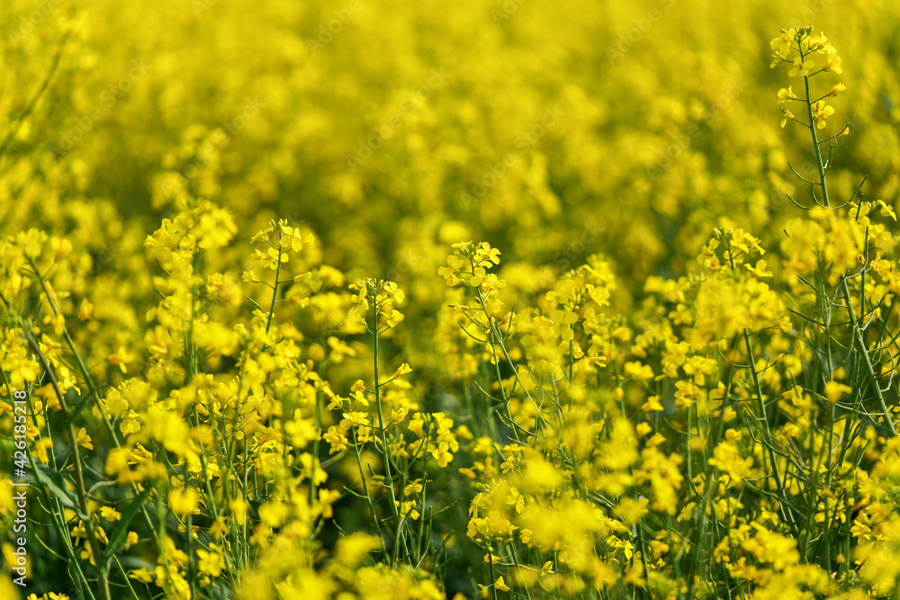 Bright yellow rapeseed (Brassica napus) flowers growing on field, closeup detail Bright yellow rapeseed (Brassica napus) flowers growing on field, closeup detail