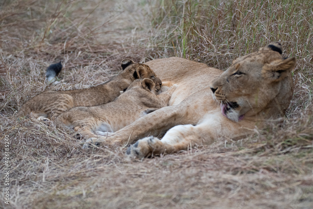 Obraz premium Lion cubs seen suckling on their mother on a safari in South Africa