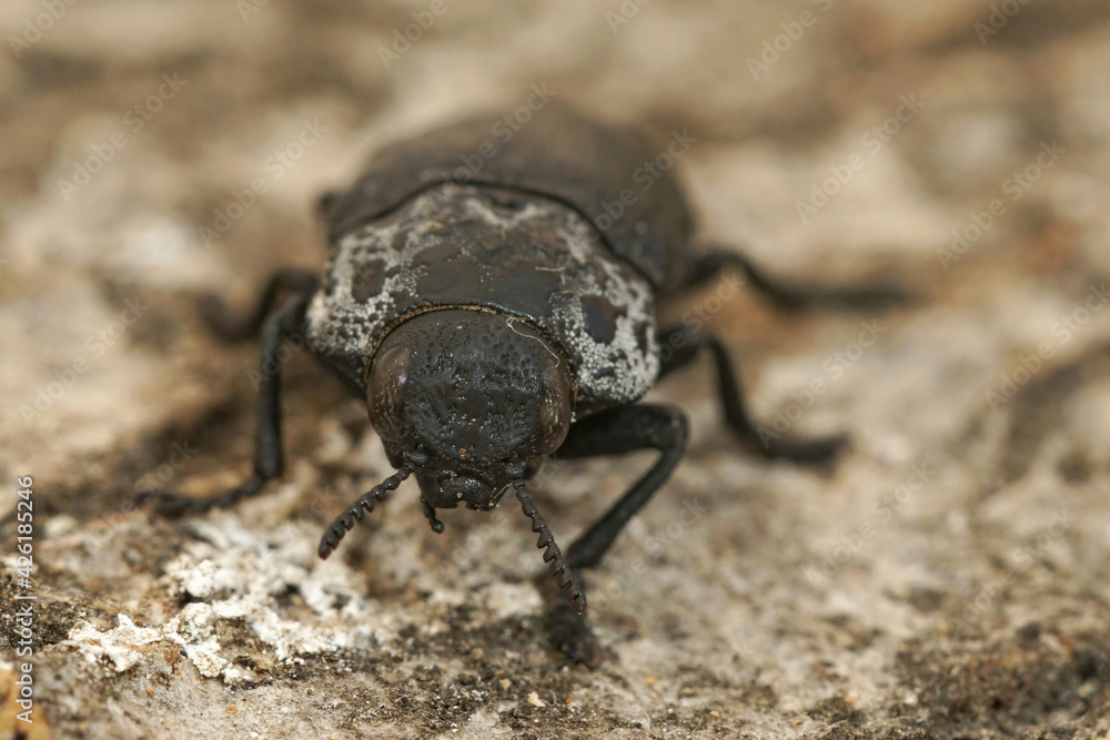 Closeup on a larger black jewel beetle , Capnodis tenebricosa from the Gard, France Closeup on a larger black jewel beetle , Capnodis tenebricosa from the Gard, France