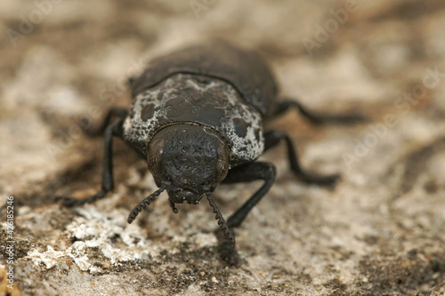 Closeup on a larger black jewel beetle , Capnodis tenebricosa from the Gard, France © Henk