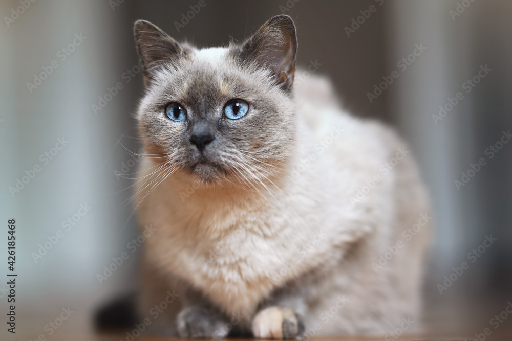 Older gray cat with piercing blue eyes, closeup detail