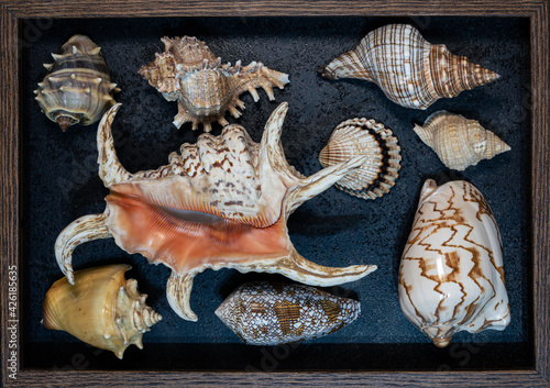 Flat lay view of seashell collection within wooden frame on black background containing various species of the following families: Muricidae, Fasciolariidae, Strombidae, Conidae, Olividae, Cardiidae photo