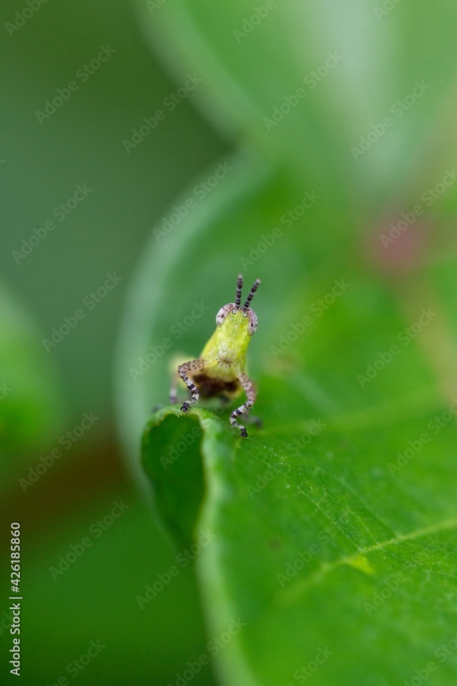 Closeup Macro of green grasshopper with comical face in Amazon jungle Bolivia. Closeup Macro of green grasshopper with comical face in Amazon jungle Bolivia.