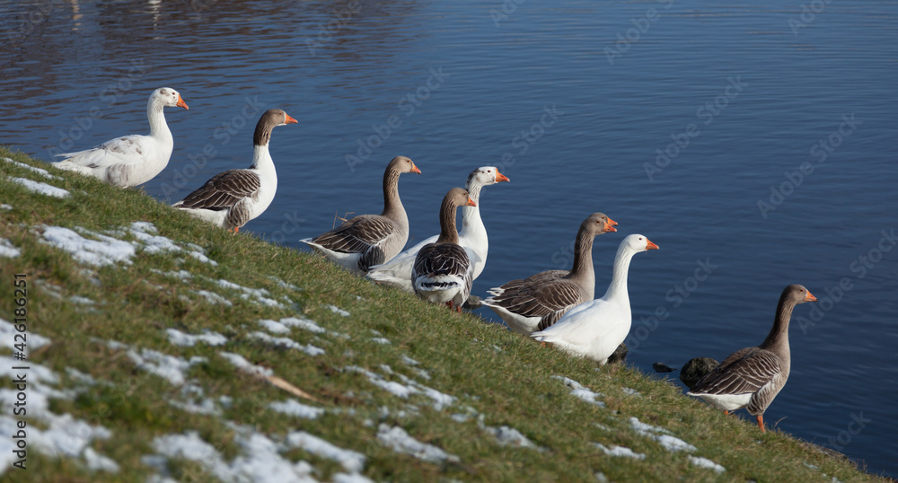 Geese on the bank of a canal in The Netherlands near Delft in winter
