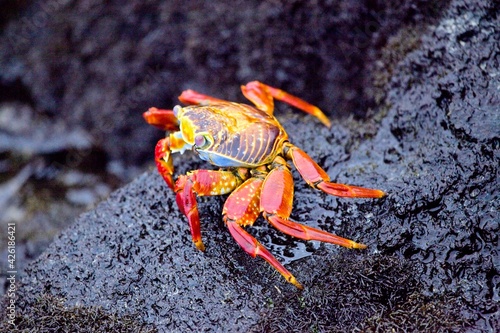 Closeup of a large red Sally Lightfoot Crab (Grapsus grapsus) Galapagos Islands, Ecuador.