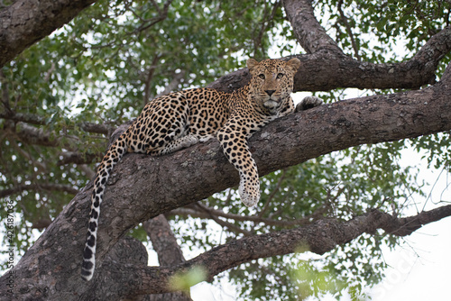 A Male Leopard seen on a Safari in South Africa