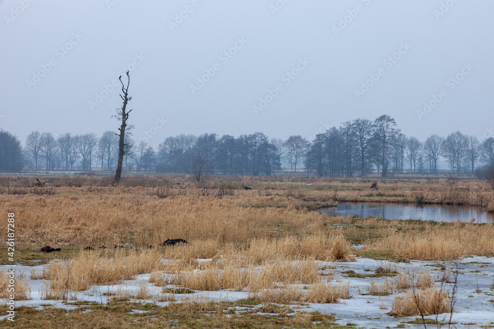De Klencke in Oosterhesselen (The Netherlands): dead tree in landscape. The tree become water logged after returning the area to nature and increasing the water level.
De Klencke in Oosterhesselen (The Netherlands): dead tree in landscape. The tree become water logged after returning the area to nature and increasing the water level.