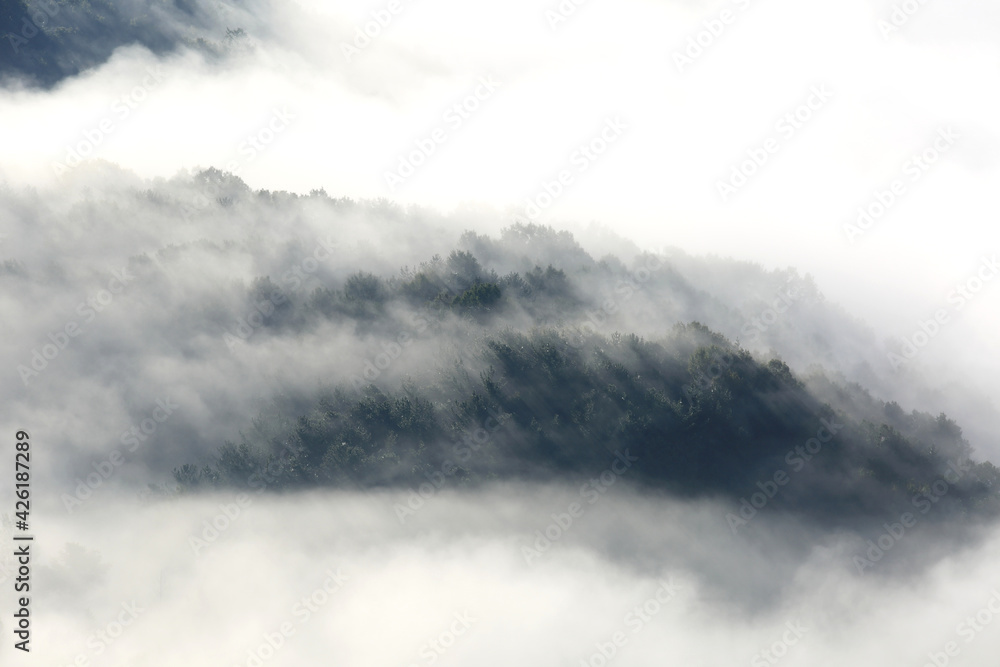 Obraz premium 숲에 나무와 안개