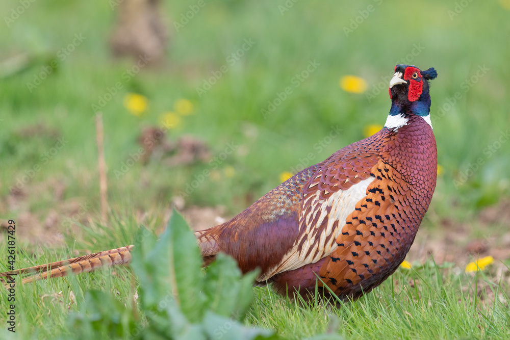 Fototapeta premium Portrait of a male pheasant (phasianus colchicus) in a meadow