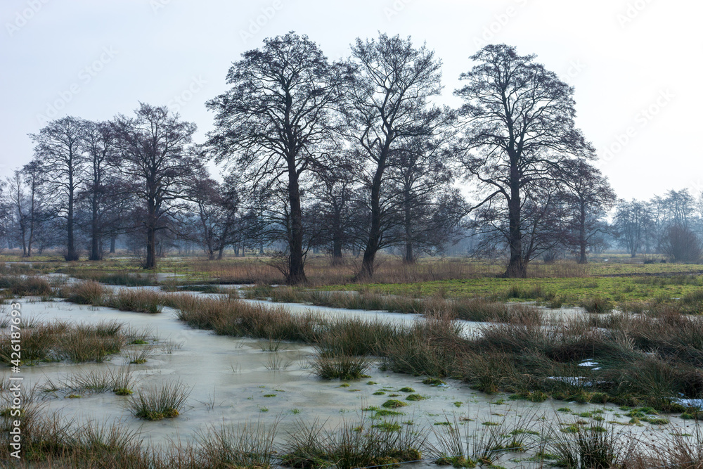 De Klencke in Oosterhesselen (The Netherlands): trees standing in soggy landscape
