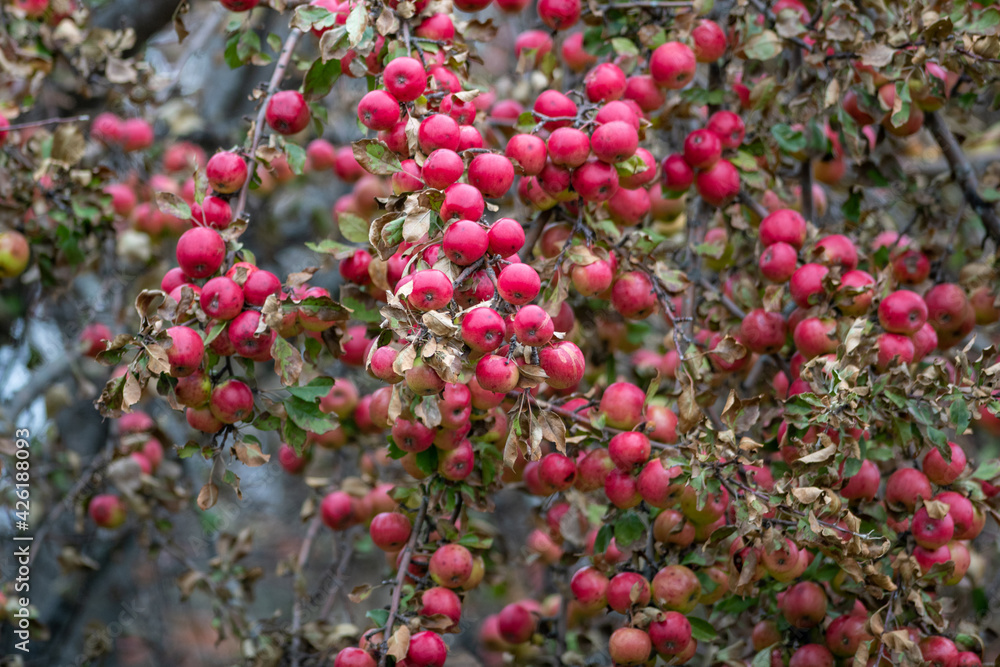 A narrow branch of a red delicious apple tree covered in red apples and green leaves. The juicy apples are bright red ripe fruit and there's an abundance of them draping lengthwise from the weight.  