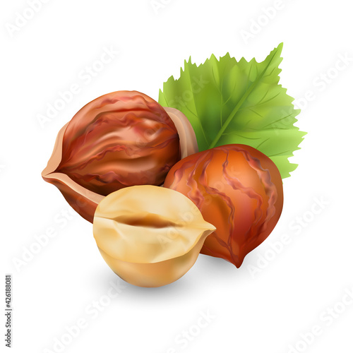 Hazelnut kernels are ripe and tasty, a healthy treat, a source of protein. For snacks and chocolate spread. Vector