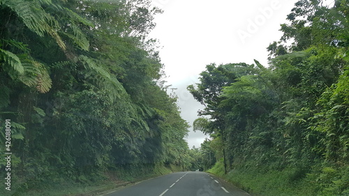 road through the rainforest in Martinique