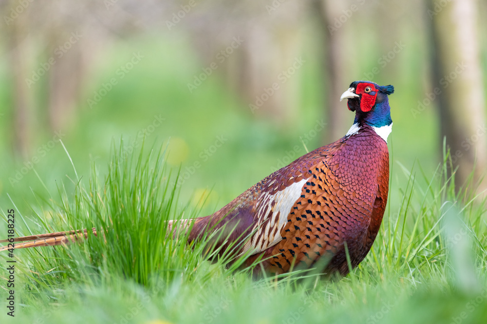 Fototapeta premium Portrait of a male pheasant (phasianus colchicus) in a meadow