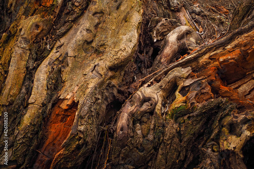 Old tree body texture