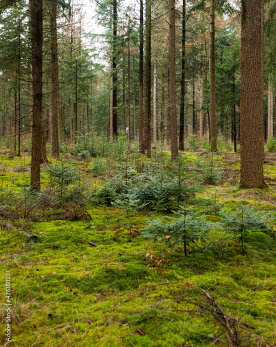 Forest in Drenthe (the Netherlands) close to Buinen and Exloo. photo