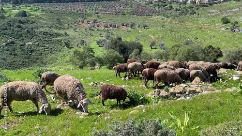 Herd of white sheep grazing in a Green landscape. With sound and sun rays.
