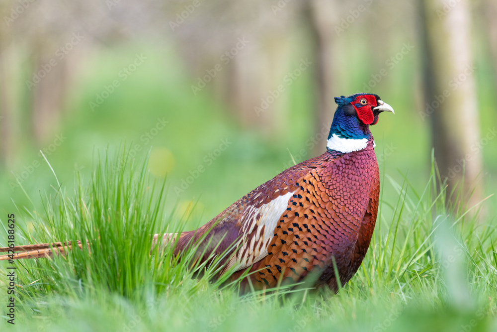 Fototapeta premium Portrait of a male pheasant (phasianus colchicus) in a meadow