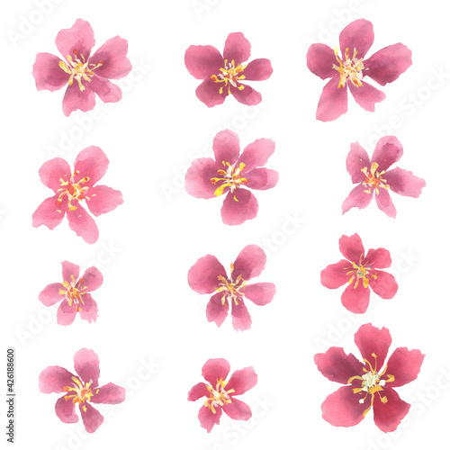 Sakura cherry blossom watercolor isolated flower © tratatart