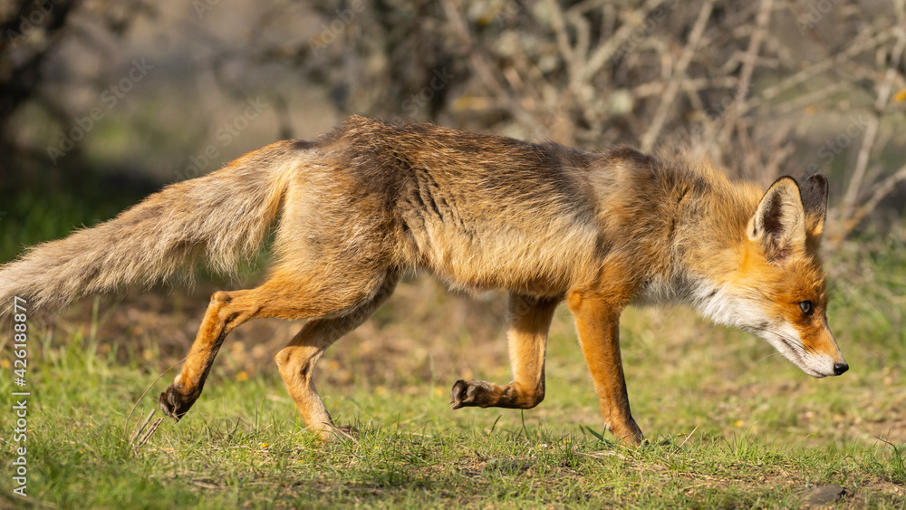Fototapeta premium Portrait of a red fox Vulpes vulpes