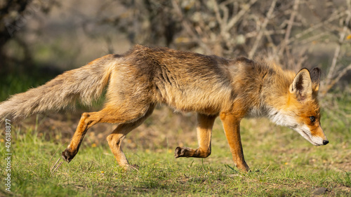 Fototapeta Naklejka Na Ścianę i Meble -  Portrait of a red fox Vulpes vulpes